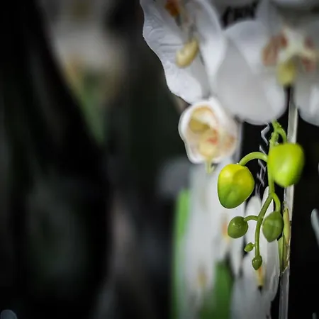 Luxury Appartement *