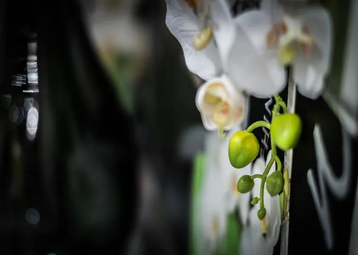 Luxury Appartement *